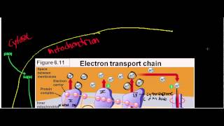 NEW LLactate Dehydrogenase Physiology Biochemisty and Mechanism [upl. by Berga566]