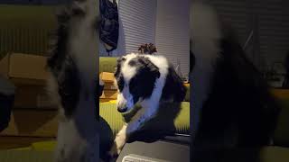 Jethro’s Guilty Stare Border Collie vs The Couch Fort  Playtime Break 4K UHD [upl. by Aili]