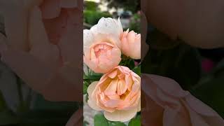 Wollerton Old Hall Rose [upl. by Iron]