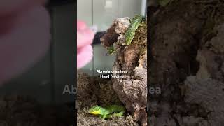 Abronia graminea hand feeding [upl. by Fem]