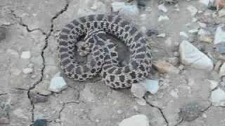 Mexican Hognose Snake Bluffing [upl. by Ayotna47]