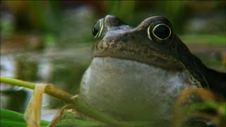 Frog mating season on the Shannon  Irelands Wild River  Nature on PBS [upl. by Fillander612]