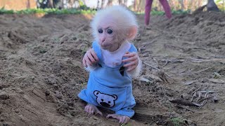 Cute video 😘😍 Monkey David is taken care of by Grandma and Mom every day [upl. by Ausoj]