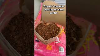 Organic coriander planting for home garden plants shorts short home garden nature organic [upl. by Amero188]