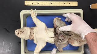 Fetal Pig Dissection [upl. by Gilford746]