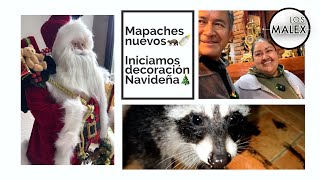 ¡Dos nuevos bebés mapaches y la magia de la Navidad en casa 🎄🦝 [upl. by Iamhaj]