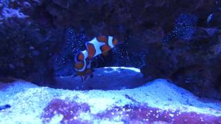 Ocellaris Clownfish Initial MeetingPairing [upl. by Naaman]