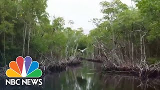 How Floridas Mangroves Help Fight Climate Change Extreme Weather [upl. by Noved]