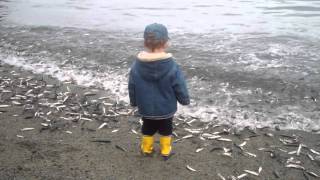 The Capelin are Rollin on Middle Cove Beach Newfoundland and Labrador [upl. by Howard]