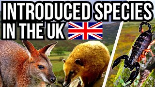 5 Introduced And Non Native Species In The UK [upl. by Skill]