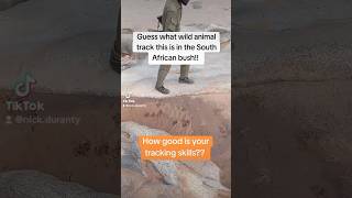 How good is your tracking skills foryou ranger bush wildlife wildanimals shorts short [upl. by Auhsuoj]