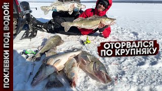 С одной лунки КУЧА ОГРОМНЫХ СУДАКОВ  КАК КЛЮЮТ ГИГАНТЫ ПОД ВОДОЙ [upl. by Ttegdirb]