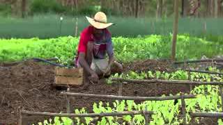 Caminhos da Reportagem  Agricultura familiar [upl. by Ydnir]