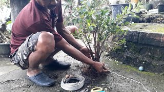 Teknik Gabung Bonsai Kimeng Yang Baik apesyambonsai [upl. by Bowman]