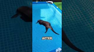 Otter Floating In A Pool 😱 [upl. by Brodench]