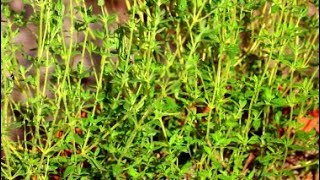 How to Grow Thyme from Seeds [upl. by Viviyan896]