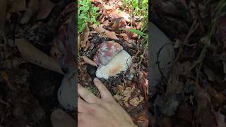 funghiporcini2024 grzyby mushroom fungi ceps [upl. by Acired860]