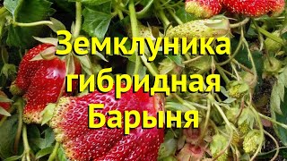 Земклуника гибридная Краткий обзор описание характеристик fragaria ananassa х moschata Барыня [upl. by Jarad]