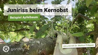 Nicht vergessen Apfelbaum auslichten mit dem Juniriss  eine traditionelle Technik [upl. by Illek326]