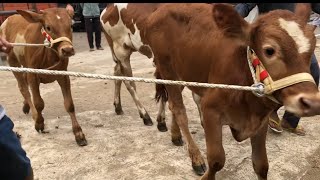 funny cow unloading from truck at the marketcow sound videos for kidscows videofunny animal [upl. by Irotal]