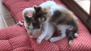 Hyperactive Kittens Finally Drove The Mother Cat Crazy [upl. by Ranitta]