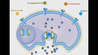 KH ATPase proton pump ðŸ§¡ [upl. by Tormoria]