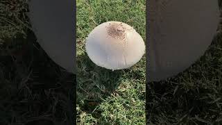 🍄🍄‍🟫 mushroom mushrooms nature plants fungi shorts short youtube youtuber shortvideos [upl. by Anny]