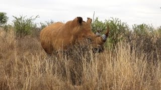 Poisoning rhino horns to prevent poaching [upl. by Egor]