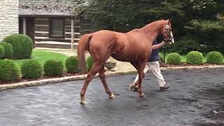 Triple Crown Winner Justify at Ashford Stud [upl. by Ahsikad]