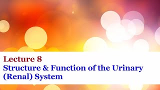 Lecture 8  Structure amp Function of the Urinary Renal System [upl. by Airdna]