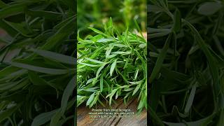 About The Benefits Of Tarragon food eating eatnatural health facts naturalfood vegetables [upl. by Ibba]