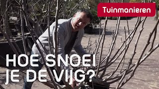 De vijgenboom snoeien hoe doe je dat  Tuinmanieren [upl. by Georgeanne]