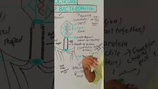 Structure of Bacteriophage Virus scienceeducation viralinfections virus [upl. by Tina]