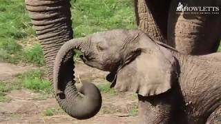 An Update On Our Adorable Baby Elephant [upl. by Barron]