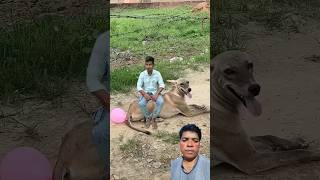 Gullak fod ke🥰😍short viral gullakfodke song [upl. by Devlin]