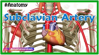 Subclavian artery Anatomy  Origin Course Parts Branches Relations and Clinical anatomy [upl. by Conley]