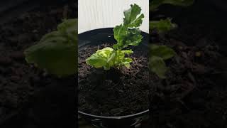 How to regrow a head of iceberg lettuce from core [upl. by Adyht]