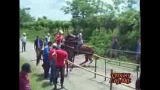 carreras de caballos en cuba [upl. by Akinehs]