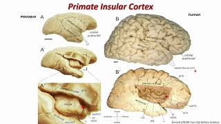 OHBM 2024  Educational Course  Neuroanatomy  Part 5 [upl. by Clyde]