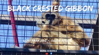 Critically Endangered Black Crested Gibbon  Lory Park Zoo South Africa [upl. by Stag]