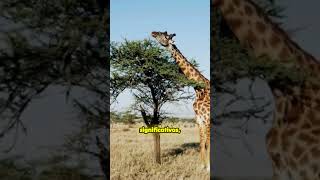 El Serengeti un santuario de biodiversidad 🌍🦁🦓 animales [upl. by Nosniv]