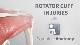 Rotator Cuff Injuries  Complete Anatomy [upl. by Dalston]