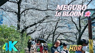 4k HDR Tokyo Meguro River Beautiful Cherry Blossom Walk🌸 [upl. by Roberta]