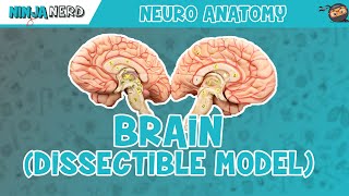 Anatomy of the Brain  Dissectible Model [upl. by Attiuqehs]