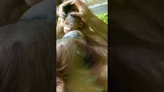 Newborn Baby Orangutan Receives Sweet Kisses From Mom [upl. by Laris]