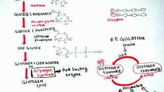 Glycogenesis [upl. by Idola]