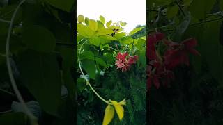 Combretum indicummadhumalti💐blooms in my gardenflowers gardendesign shorts youtubeshorts love [upl. by Elletsyrc804]