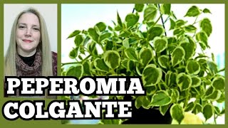 PEPEROMIAS COLGANTES  Peperomia Cuidados plantas ColgantesVeronicaCampaniniPlantas [upl. by Wurster]