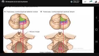 Physiologie Organe de Conduction part 2 quotmoelle épinièrequot  2éme Med [upl. by Barnabas]