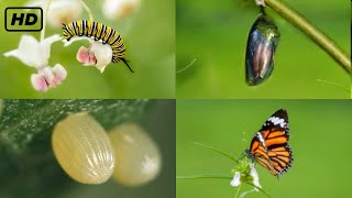 Life cycle of a butterfly 4k HD  From eggs to full grown butterflies  Hugs of life [upl. by Ruth]